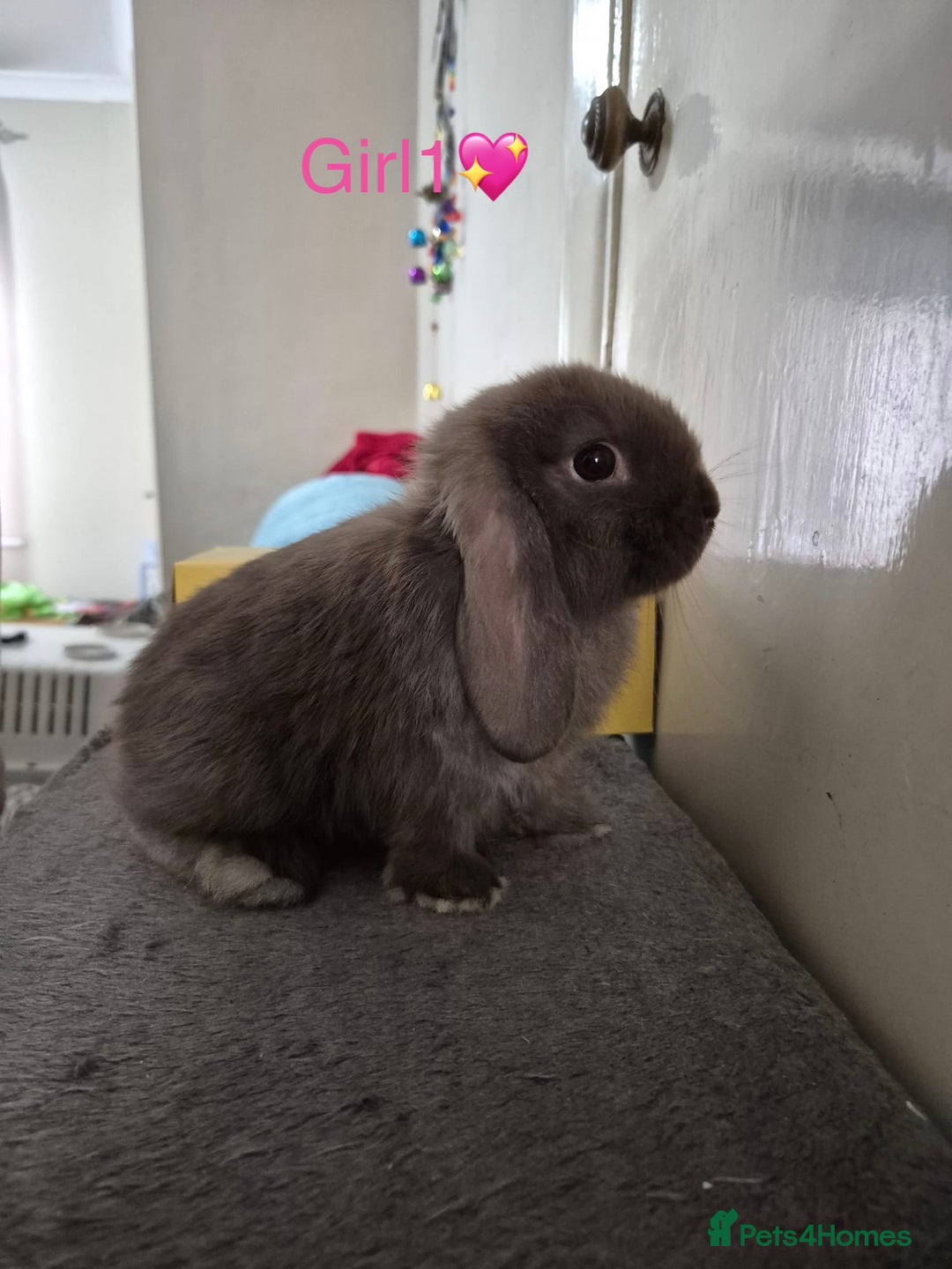 Mini Lop rabbits for sale: Bountiful mini lops - Image 2