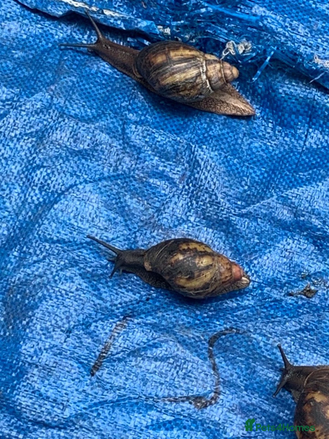 Snails invertebrates for sale: African Giants Land Snails  - Image 6