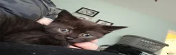 Mixed Breed cats for sale: Mix breed kittens - Advert 7