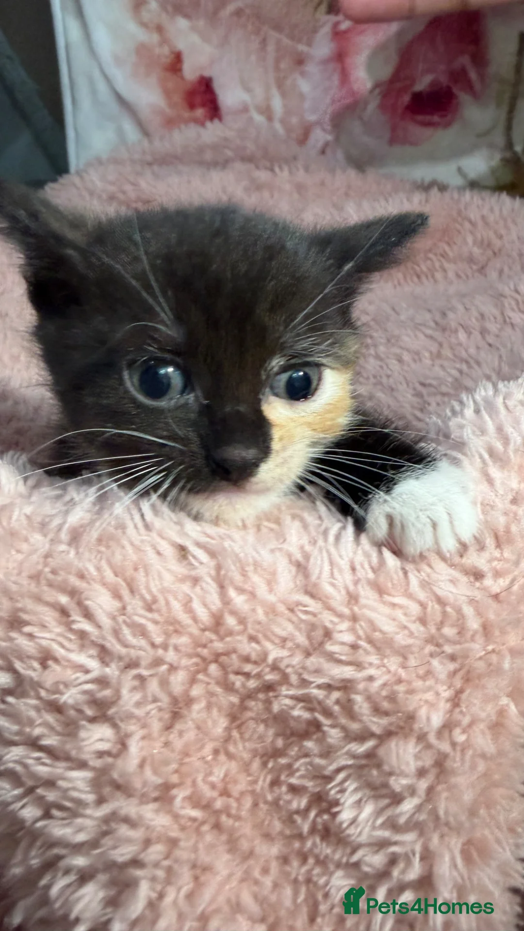 Mixed Breed cats for sale: 💗Beautiful kittens ready to reserve💗 - Advert 2