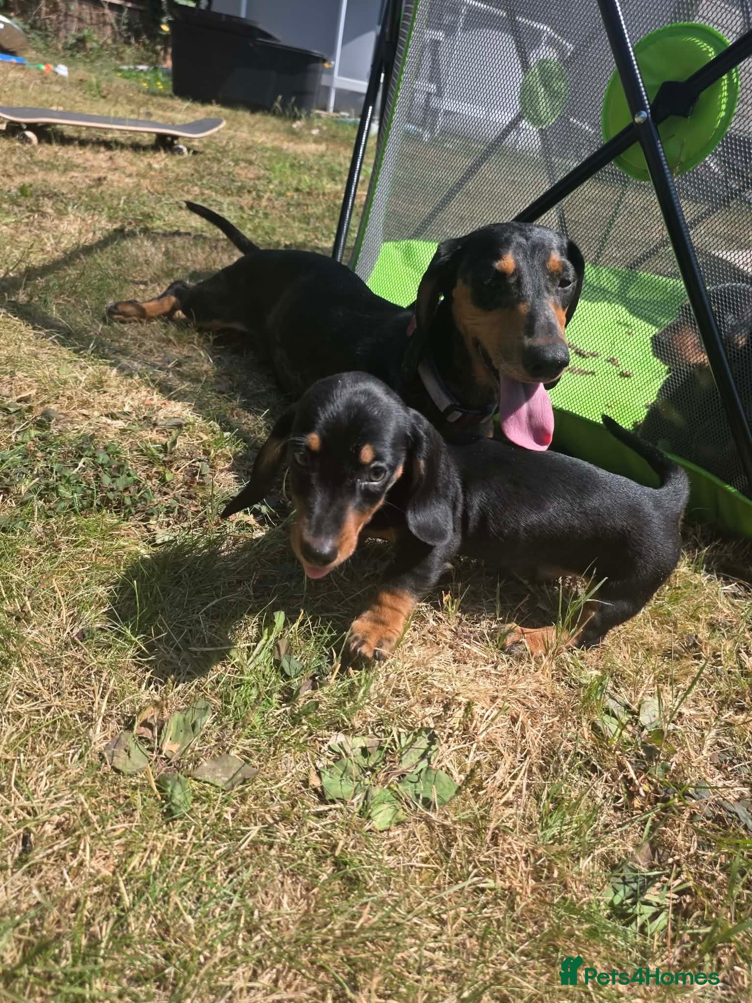 Miniature Dachshund dogs Miniature dachshund only 1 Black and Tan girl left - Advert 12