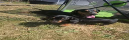 Miniature Dachshund dogs for sale: Miniature dachshund  - Advert 2