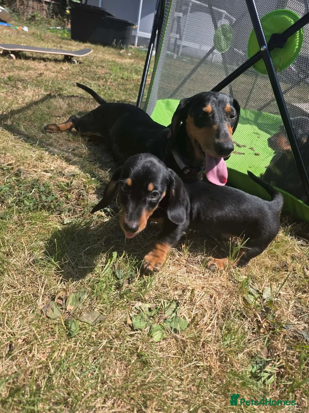 Miniature Dachshund dogs for sale: Miniature dachshund  - Advert 2