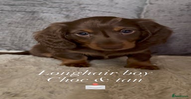 Miniature Dachshund dogs - Advert 13