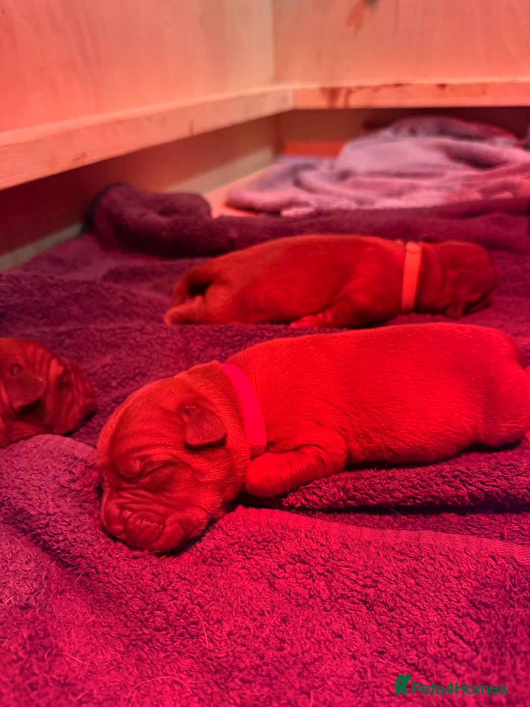 Dogue De Bordeaux dogs for sale: DOGUE DE BORDEAUX PUPPIES AVAILABLE 16/03/26 - Advert 37