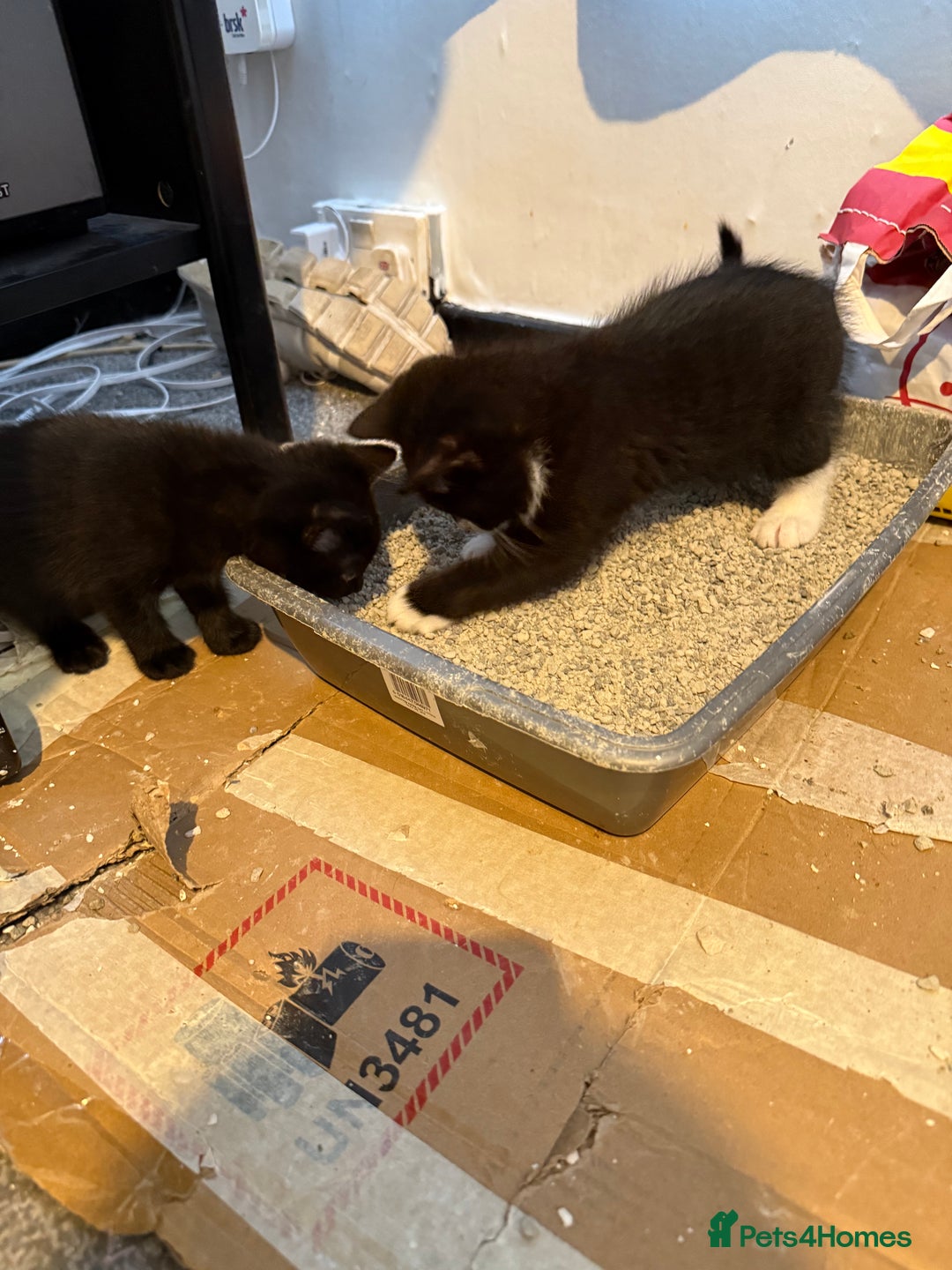 British Shorthair cats for sale: Kittens black and white  - Image 4
