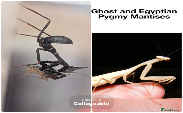 Praying Mantis invertebrates - Advert 3