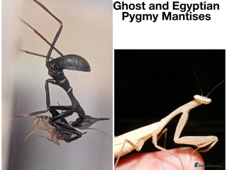 Praying Mantis invertebrates - Advert 6