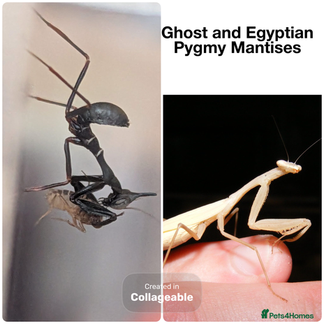 Praying Mantis invertebrates - Advert 8