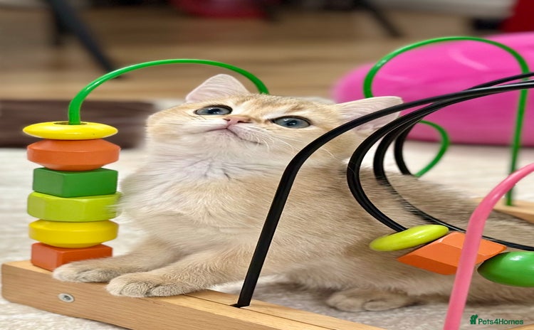 British Shorthair cats British Shorthair Golden kitten GCCF - Advert 7