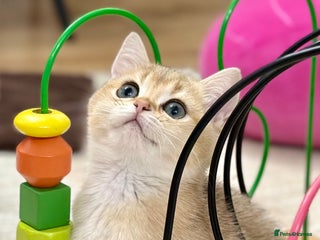 British Shorthair cats British Shorthair Golden kitten GCCF - Advert 17