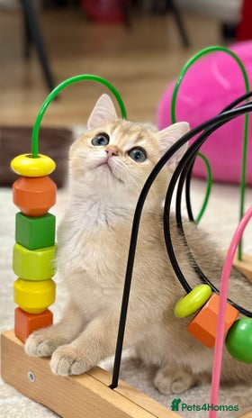 British Shorthair cats British Shorthair Golden kitten GCCF - Advert 7