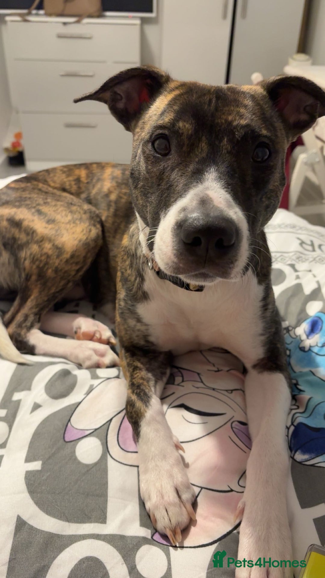 Mixed Breed dogs for sale: 2 year old staffy x bitch  - Advert 4