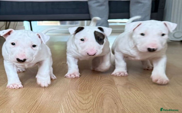 English Bull Terrier dogs - Advert 1