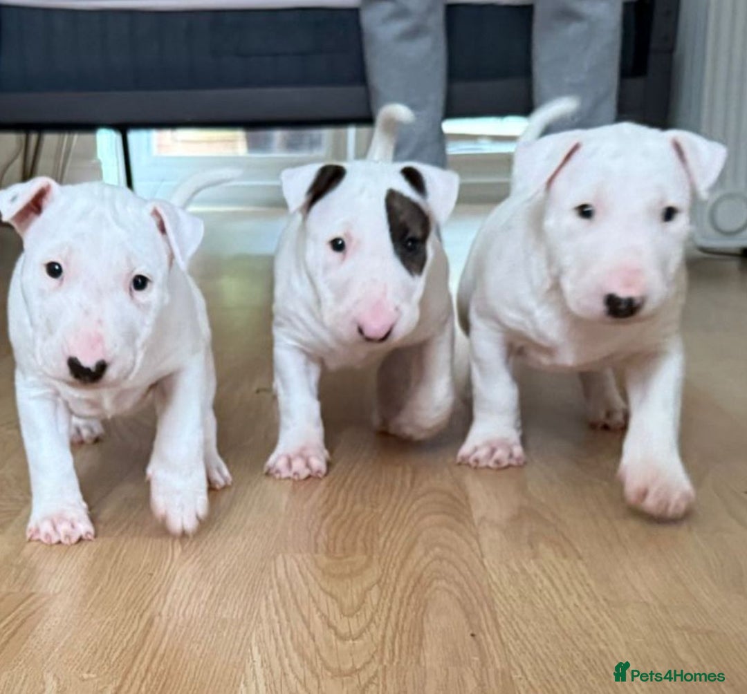 English Bull Terrier dogs for sale: English bull terierr puppies for sale  - Image 1