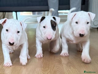 English Bull Terrier dogs - Advert 1