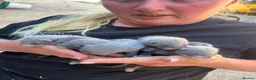 Ferret rodents for sale: Ferret kits  - Advert 1