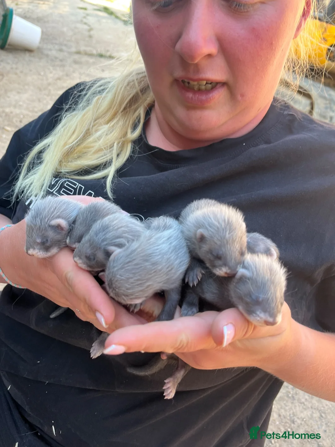 Ferret rodents for sale: Ferret kits  - Advert 1