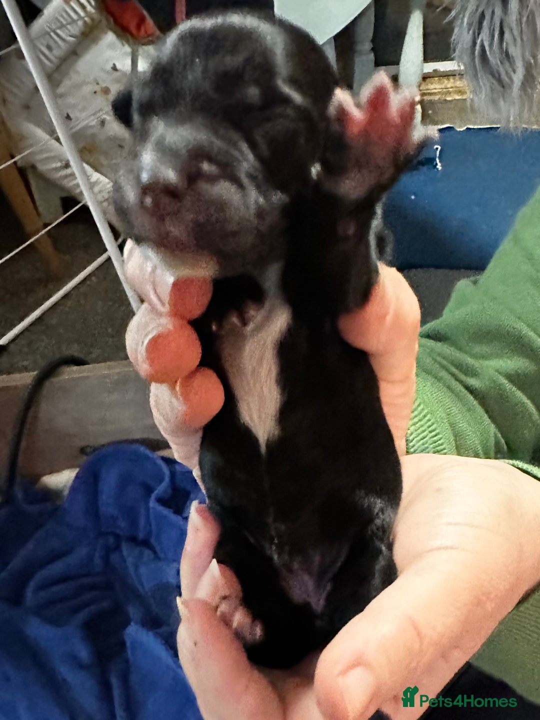 Cocker Spaniel dogs for sale: 🐾 Adorable Cocker Spaniel Puppies - Ready Soon!🐾 - Advert 10