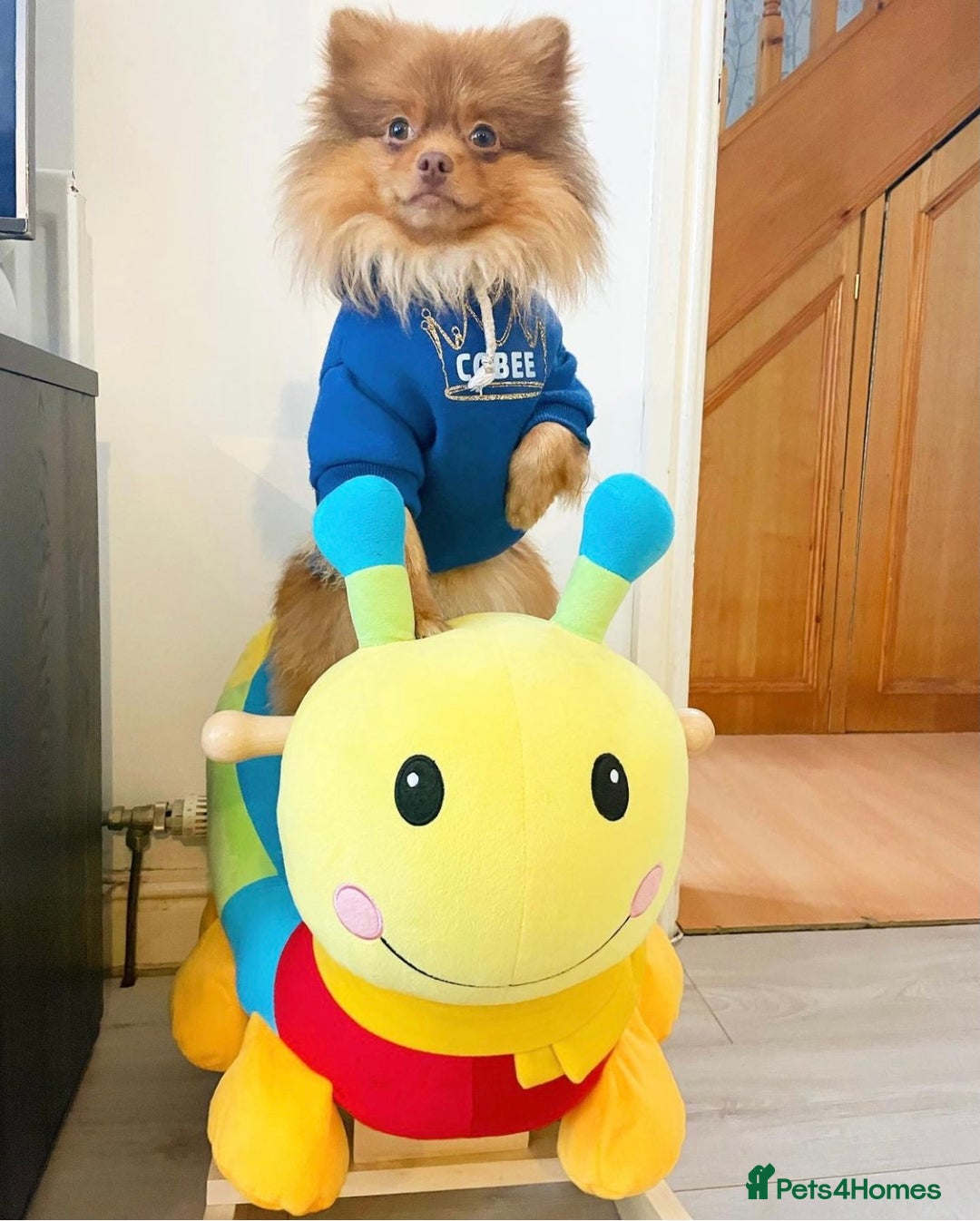 Pomeranian dogs for stud: Cobee (PROVEN)  ( STUD ONLY ) (PRODUCING MERLES)   in Liverpool - Advert 14