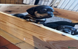 Mixed Breed dogs for sale: Jack Russell x Dachshund - Image 2