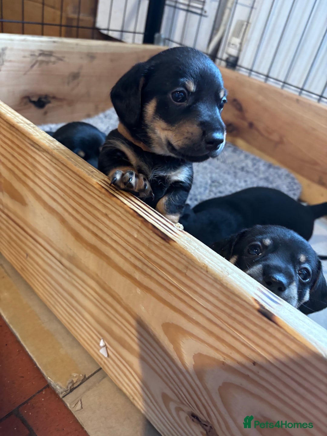 Mixed Breed dogs for sale: Jack Russell x Dachshund - Image 2