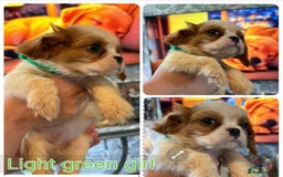 Cavalier King Charles Spaniel dogs for sale: King Charles cavalier puppies for sale  - Image 2