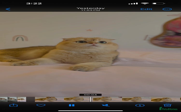 Scottish Fold cats - Advert 10