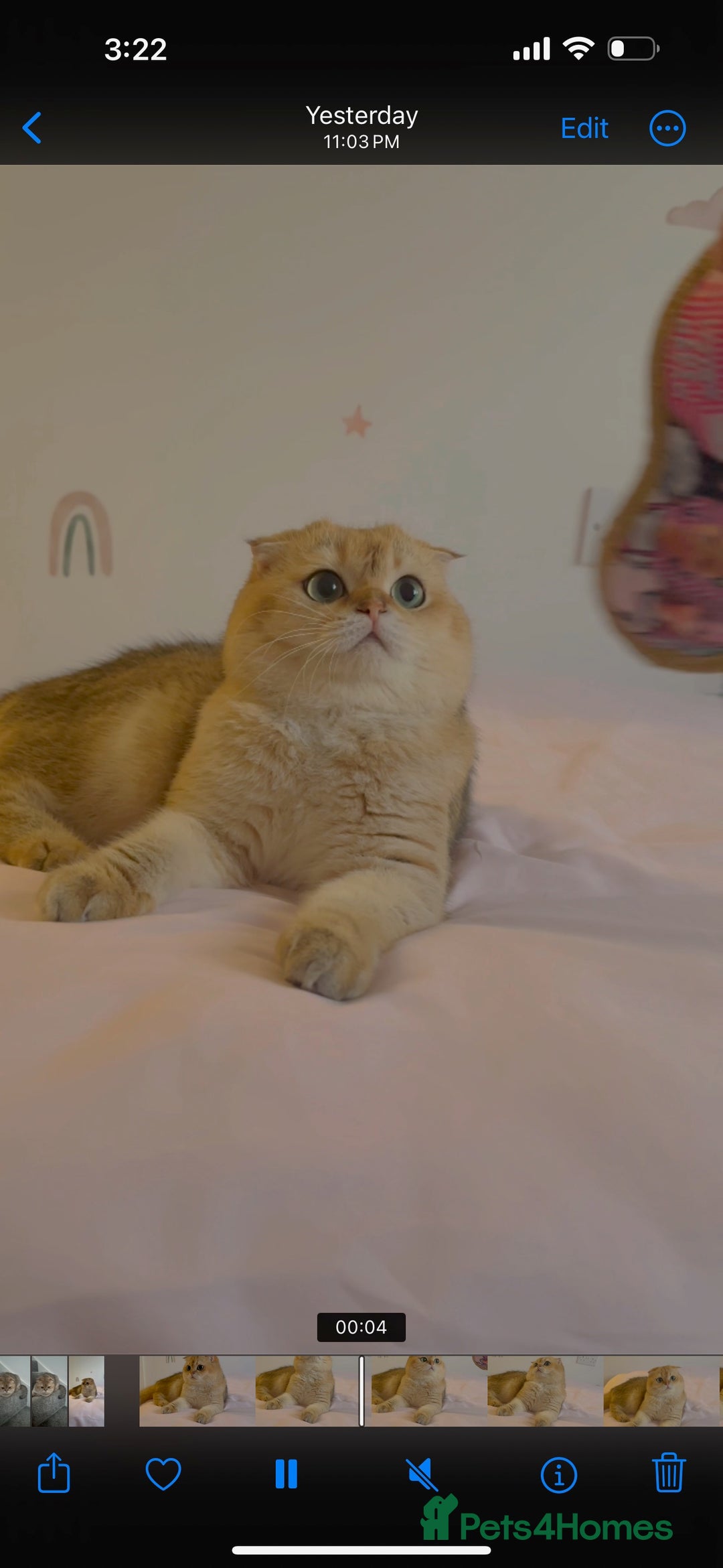 Scottish Fold cats for sale: Pedigree Scottish fold NY12 golden boy - Image 1