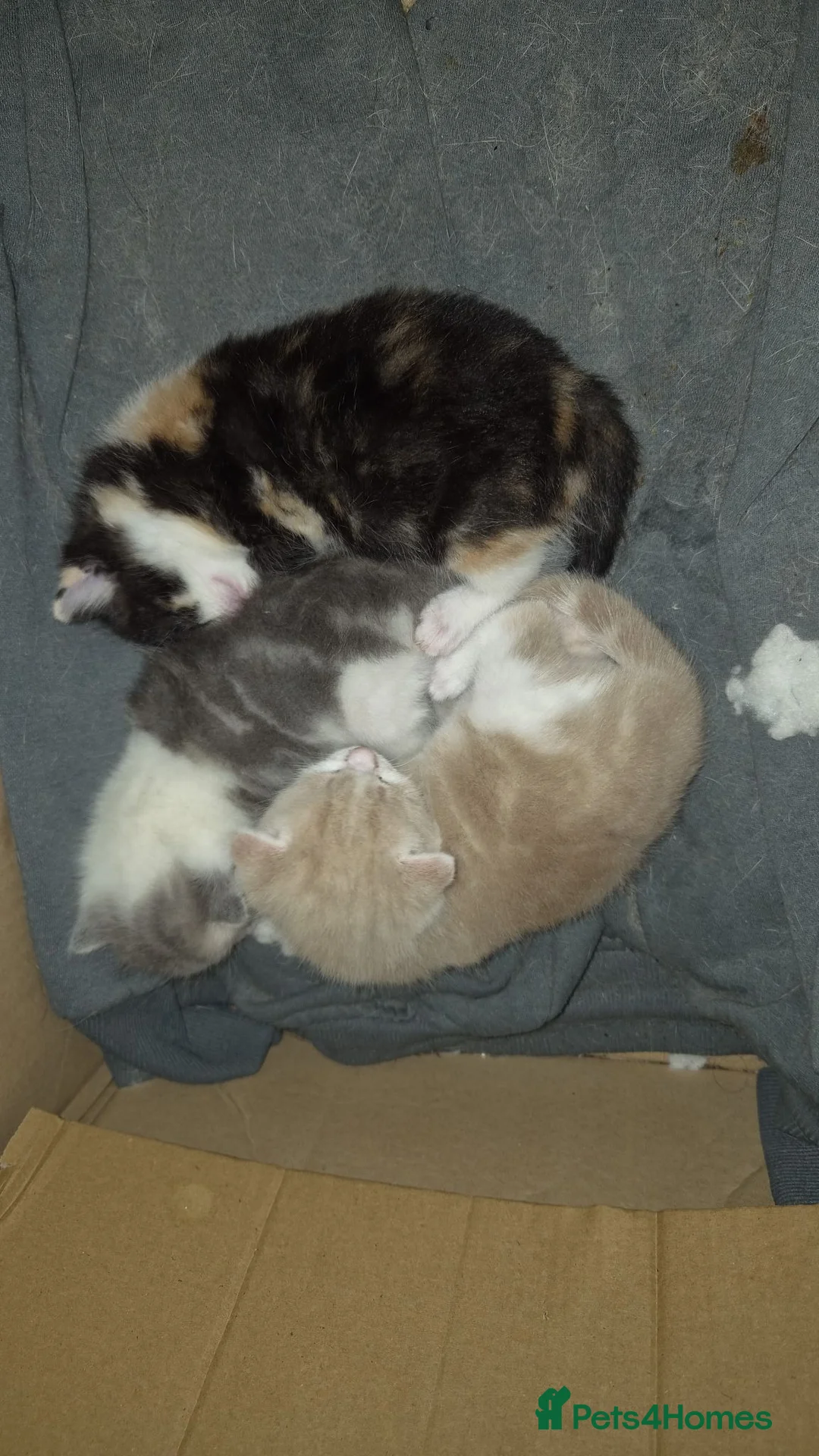 Mixed Breed cats for sale: 3 fluffy adorable kittens for sale in London - Advert 5