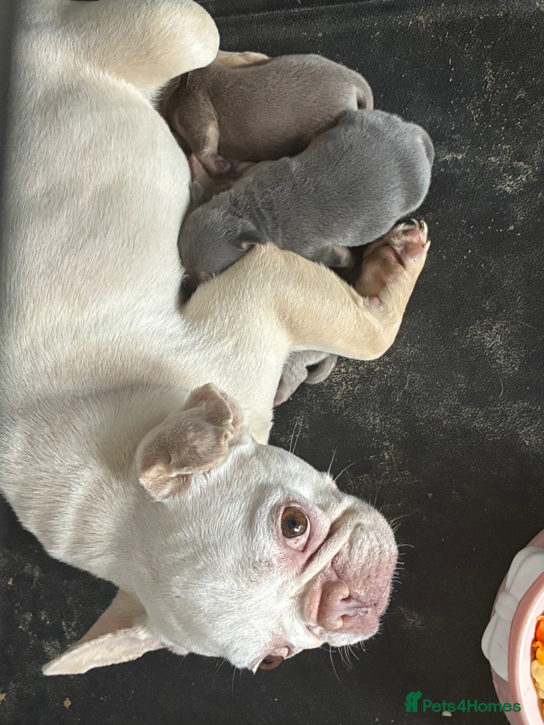 French Bulldog dogs for sale: French bulldog puppies  - Advert 12