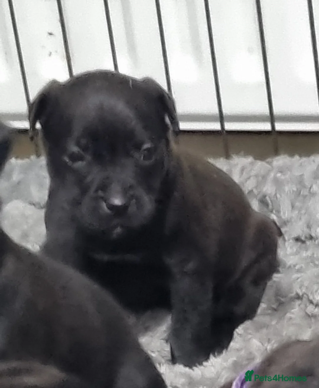 Mixed Breed dogs for sale: 3 xx Stunning Girls Left Staffador Puppies  - Advert 19