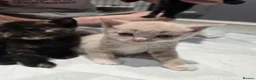Mixed Breed cats for sale: 6x Gorgeous kittens - Advert 7