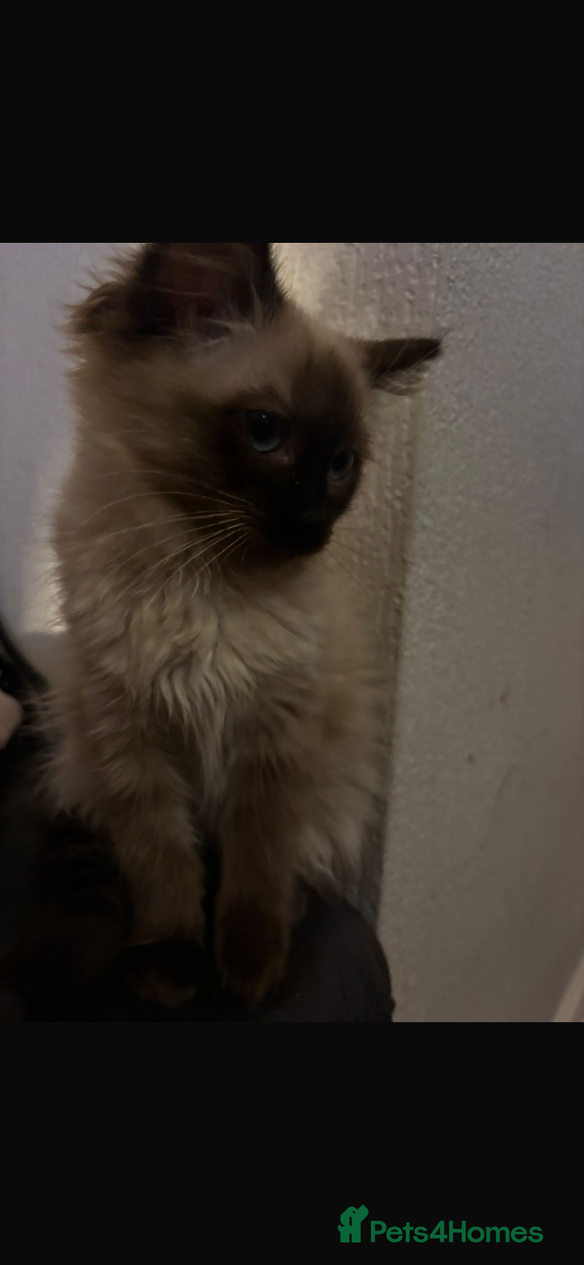 Domestic Shorthair cats 12 week old Ragdoll female kittens  - Advert 12