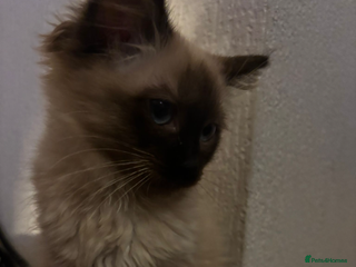 Domestic Shorthair cats 12 week old Ragdoll female kittens - Advert 8