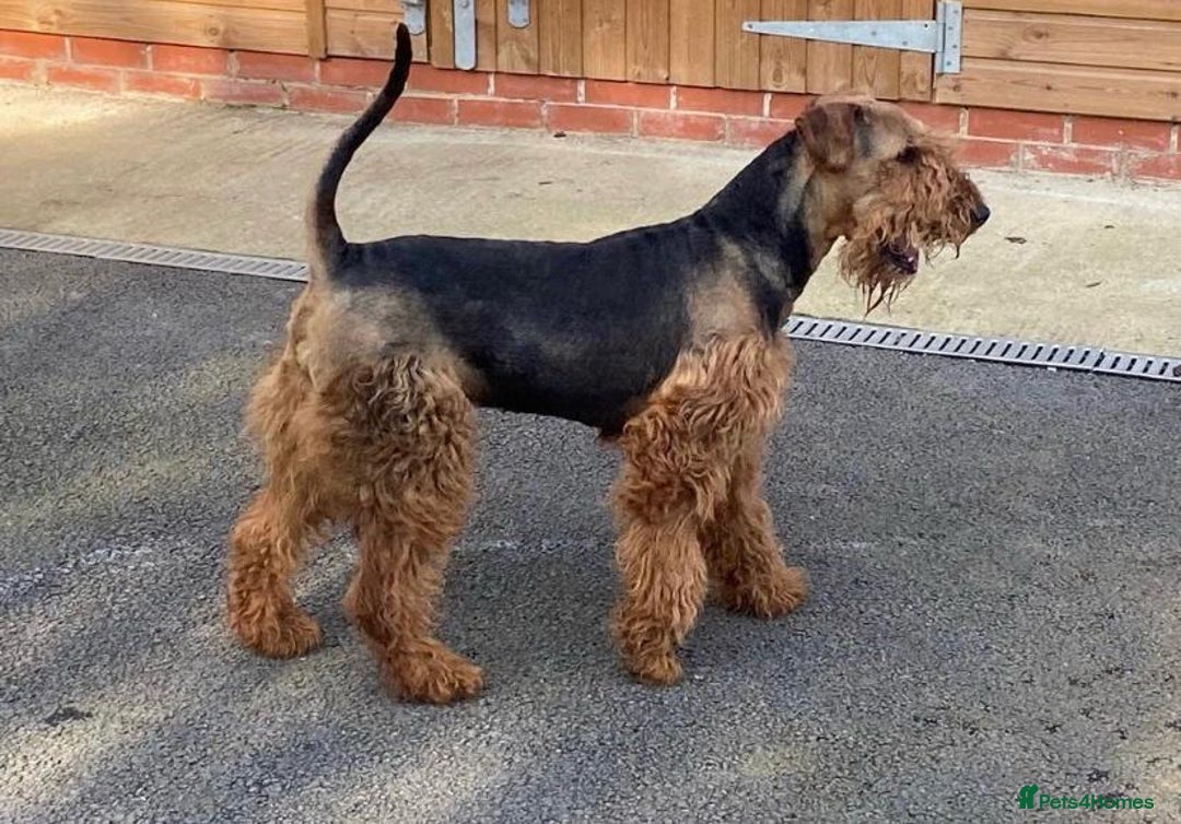 Airedale Terrier dogs for sale: Champion Coralita Airedale puppies  - Image 20