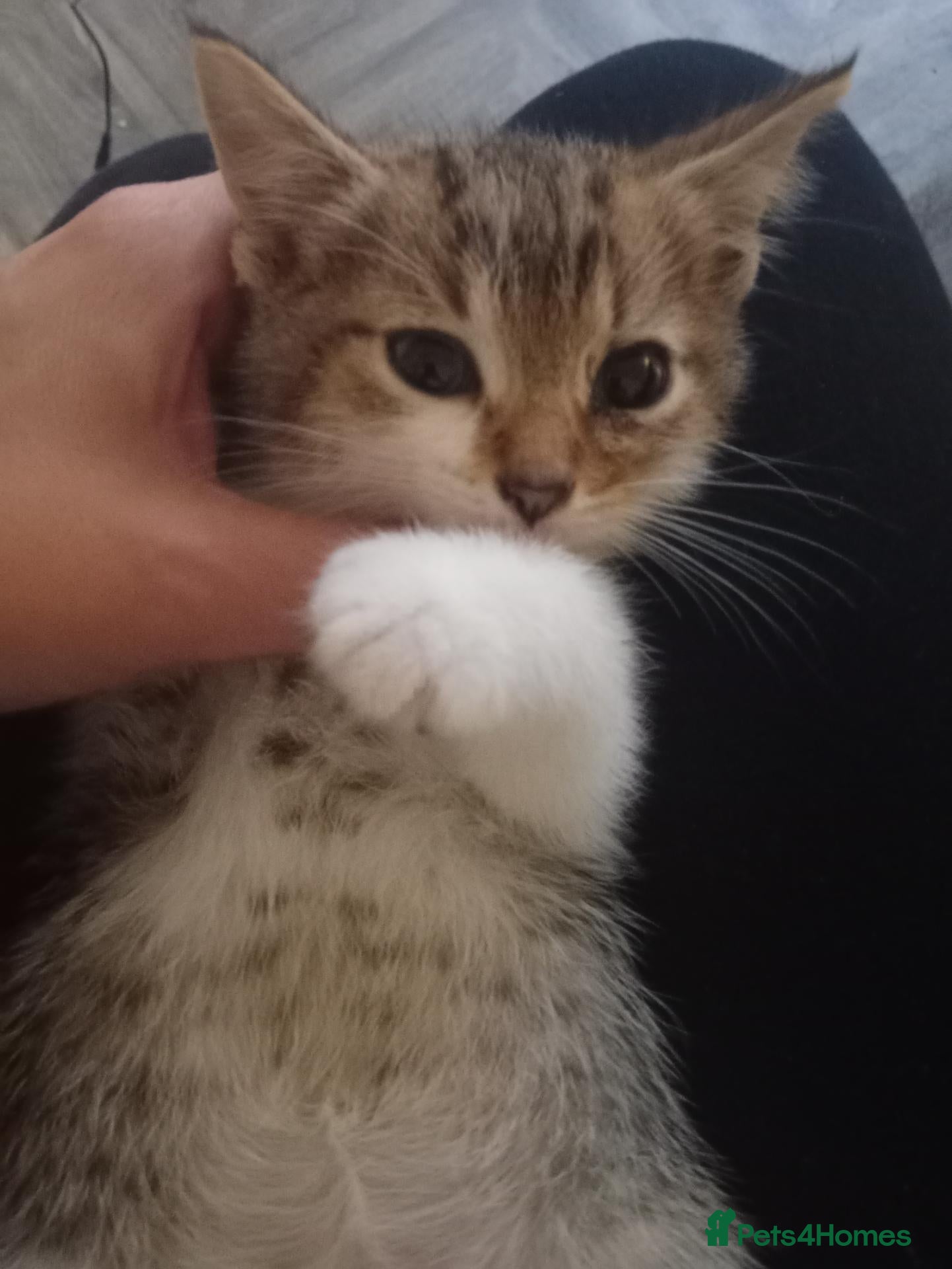 Mixed Breed cats Beautiful male tabby kitten last one  - Advert 24