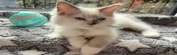 Ragdoll cats for sale: 5 Fluffy PureBred Ragdolls  - Advert 1
