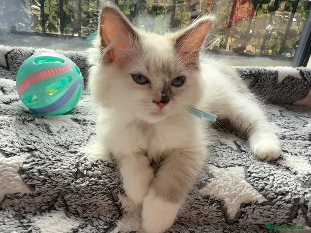 Ragdoll cats for sale: 5 Fluffy PureBred Ragdolls  - Advert 1
