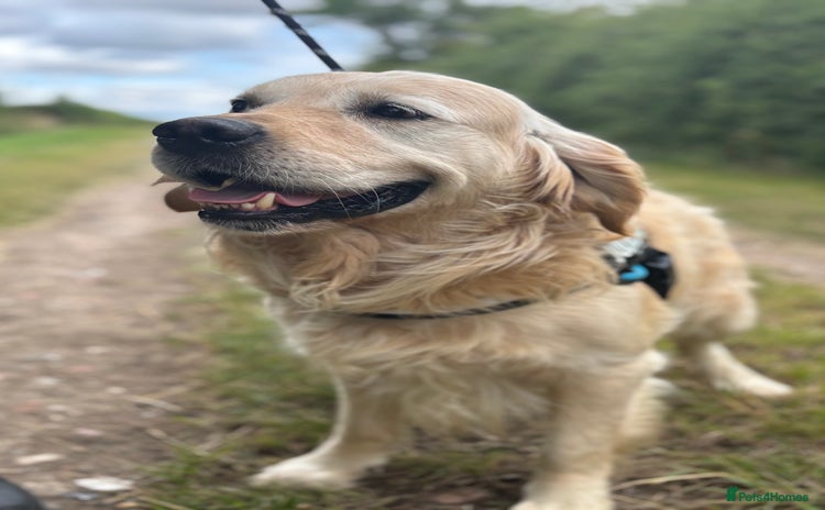 Golden Retriever dogs - Advert 2