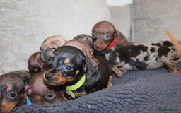 Miniature Dachshund dogs for sale: 🐶✨Smallest mini KC stunning litter ✨🐶 - Image 19