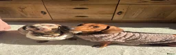Miniature Dachshund dogs for sale:  Looking for a Loving, Experienced Home for Millie - Advert 2