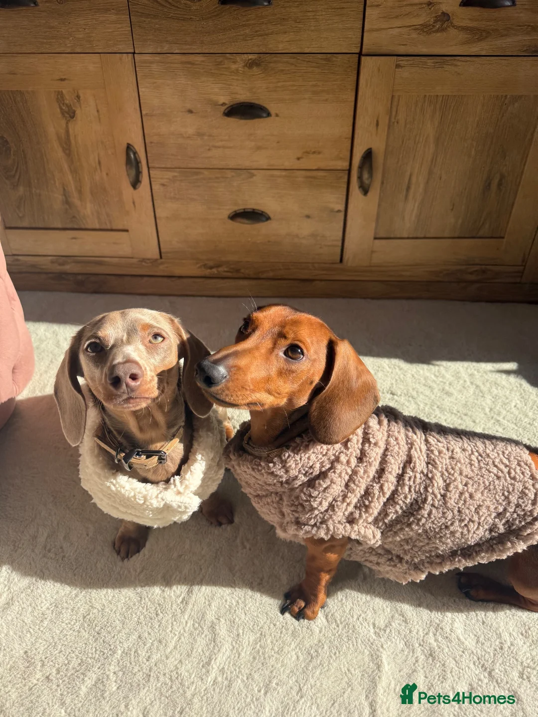 Miniature Dachshund dogs for sale:  Looking for a Loving, Experienced Home for Millie - Advert 2