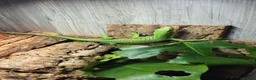 Monitor reptiles for sale: Male Green Tree Monitor - Advert 3