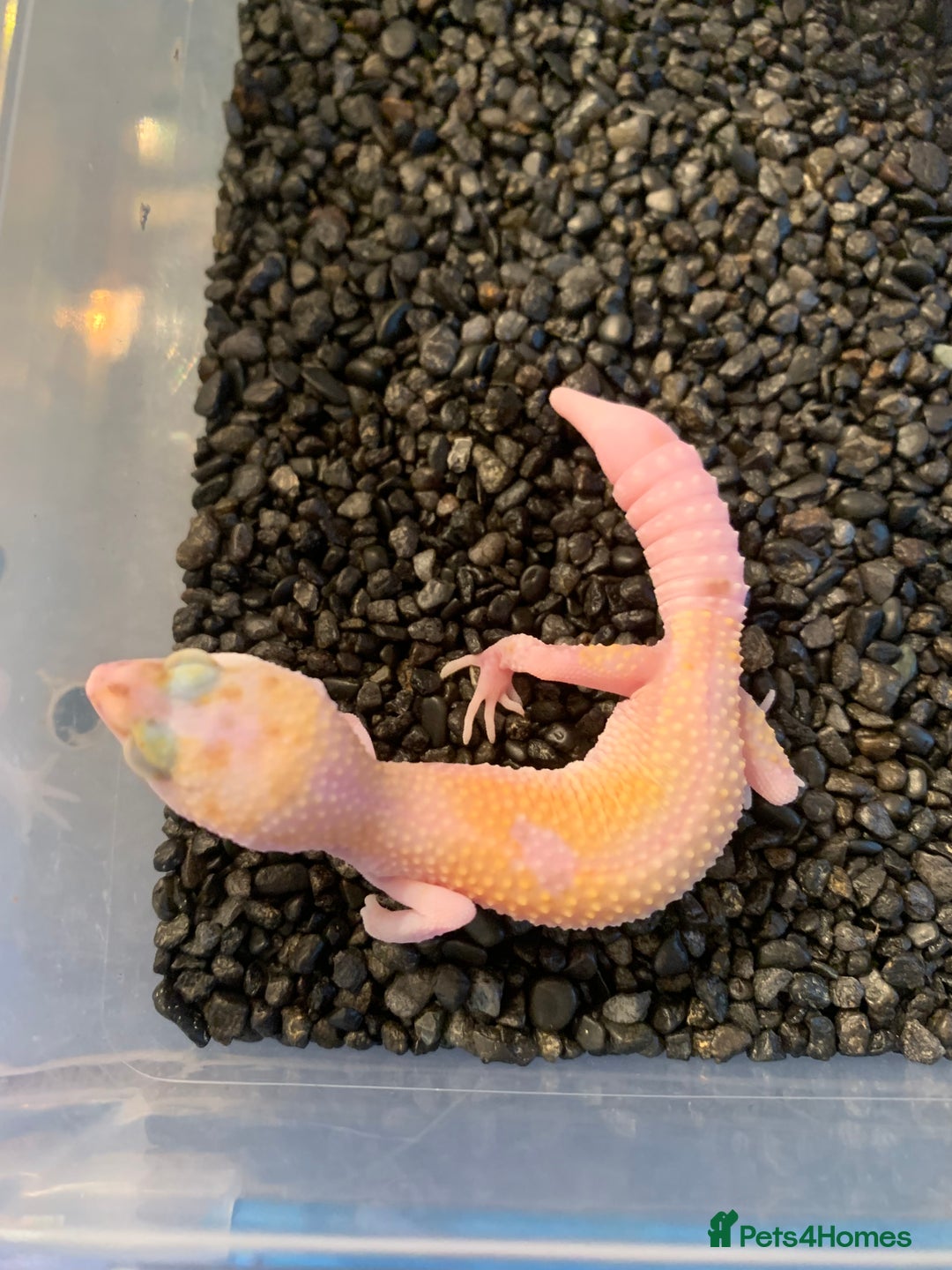 Leopard Gecko reptiles for sale: Baby leopard geckos cb25 - Advert 4