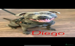 Staffordshire Bull Terrier dogs for sale: Beautiful Full Blue Staffordshire Puppies for sale - Image 3