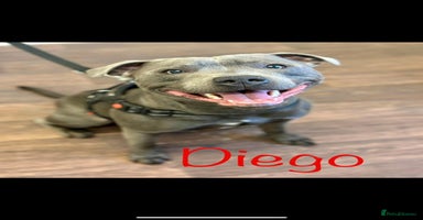 Staffordshire Bull Terrier dogs - Advert 5