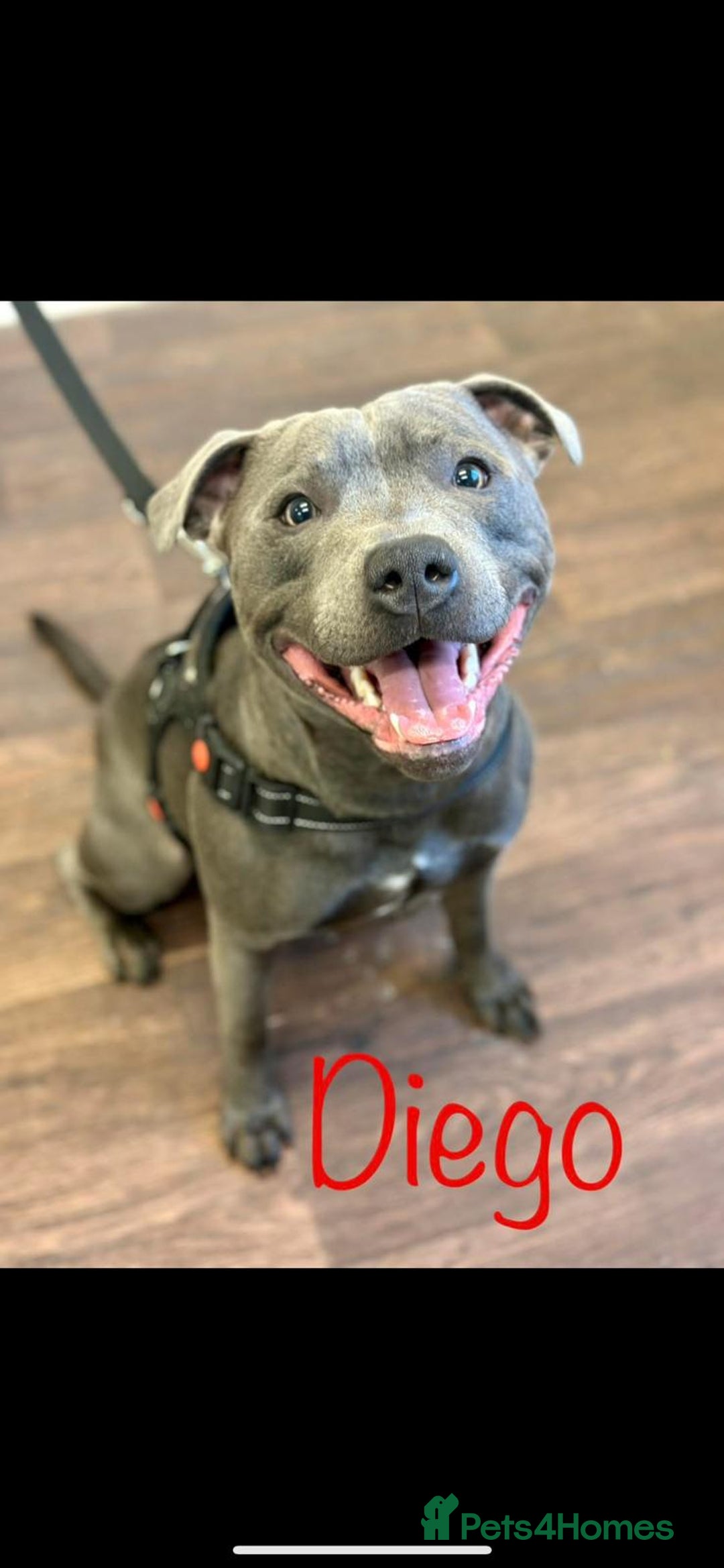 Staffordshire Bull Terrier dogs for sale: Beautiful Full Blue Staffordshire Puppies for sale - Image 3