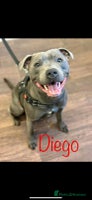 Staffordshire Bull Terrier dogs - Advert 1