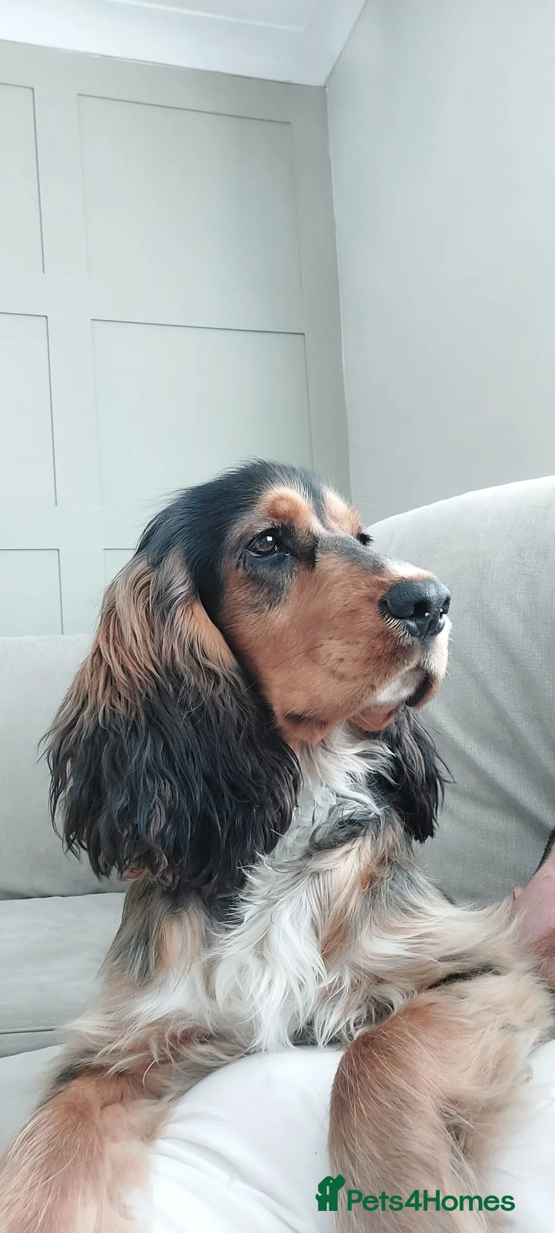 Cocker Spaniel dogs for stud: Black Sable Show Type Cocker Spaniel for Stud in Manchester - Advert 2